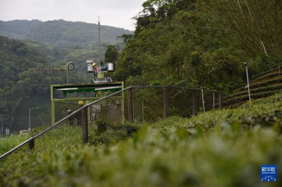   工作人员在新北市坪林区大林里的茶园中检修环境监测设备（4月7日摄）。新华社记者 刘斐 摄